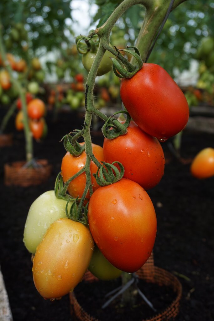 Valgomieji pomidorai Granadero H kaina ir informacija | Daržovių, uogų sėklos | pigu.lt