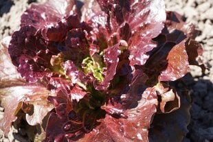 Sėjamosios salotos Florinred kaina ir informacija | Daržovių, uogų sėklos | pigu.lt