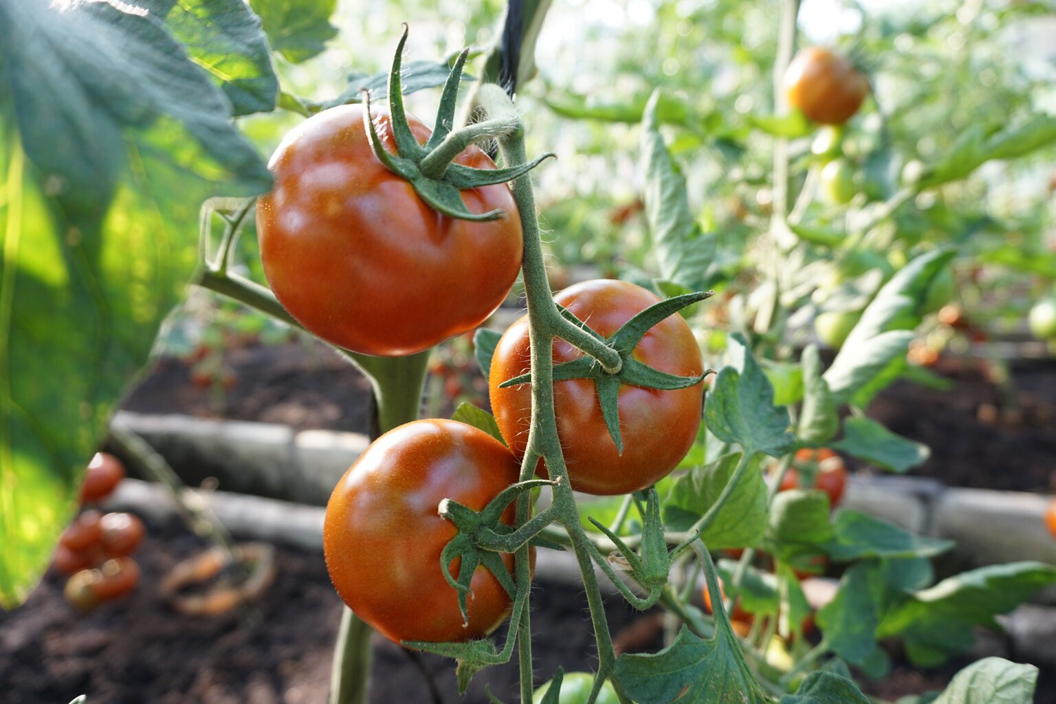 Valgomieji pomidorai Brunito H kaina ir informacija | Daržovių, uogų sėklos | pigu.lt