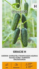 Agurkai paprasti trumpavaisiai Gracie H, 0.5 g kaina ir informacija | Daržovių, uogų sėklos | pigu.lt
