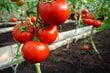 Valgomieji pomidorai Mahitos H kaina ir informacija | Daržovių, uogų sėklos | pigu.lt