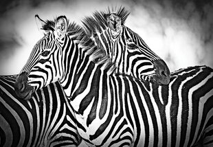 Fototapetas Zebrai, 208x146 cm цена и информация | Фотообои с инструментом и клеем - Бежевые листья эвкалипта, 400x280 см | pigu.lt