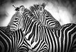 Fototapetas Zebrai, 208x146 cm kaina ir informacija | Fototapetai | pigu.lt