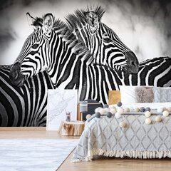 Fototapetas Zebrai, 208x146 cm цена и информация | Фотообои с инструментом и клеем - Бежевые листья эвкалипта, 400x280 см | pigu.lt