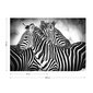 Fototapetas Zebrai, 208x146 cm kaina ir informacija | Fototapetai | pigu.lt