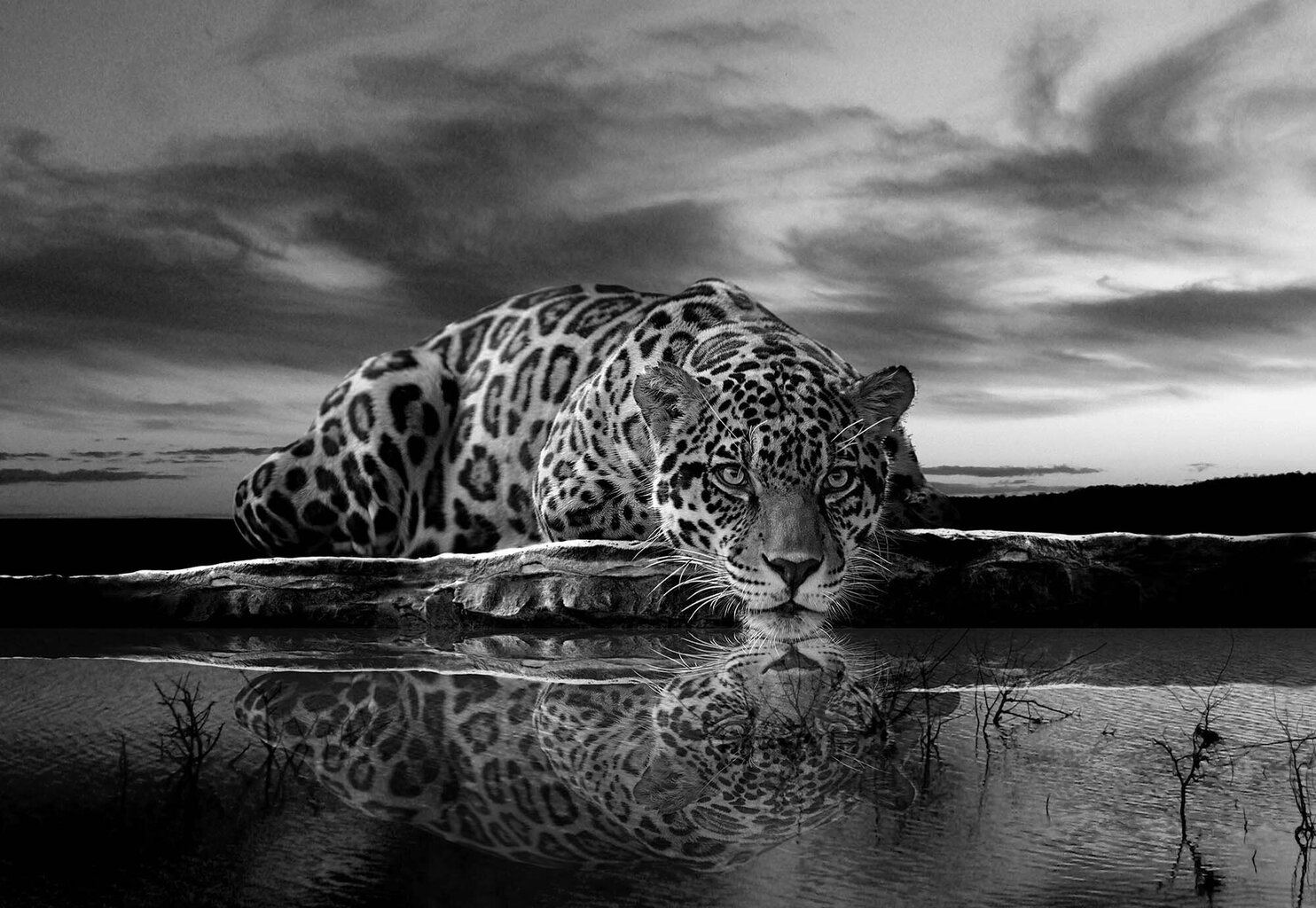 Fototapetas Leopardas juoda balta, 312x219 cm kaina ir informacija | Fototapetai | pigu.lt