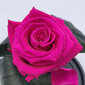 Rožė kolboje (mieganti rožė) S, Fuksija (20 cm aukščio / 12,5 cm pločio) kaina ir informacija | Miegančios rožės, stabilizuoti augalai | pigu.lt