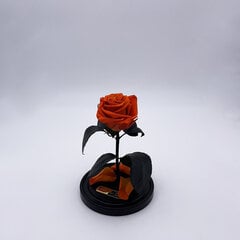 Роза в колбе S, Оранжевая (20 см выс. / 12,5 см шир.) цена и информация | Спящие стабилизированные розы, растения | pigu.lt