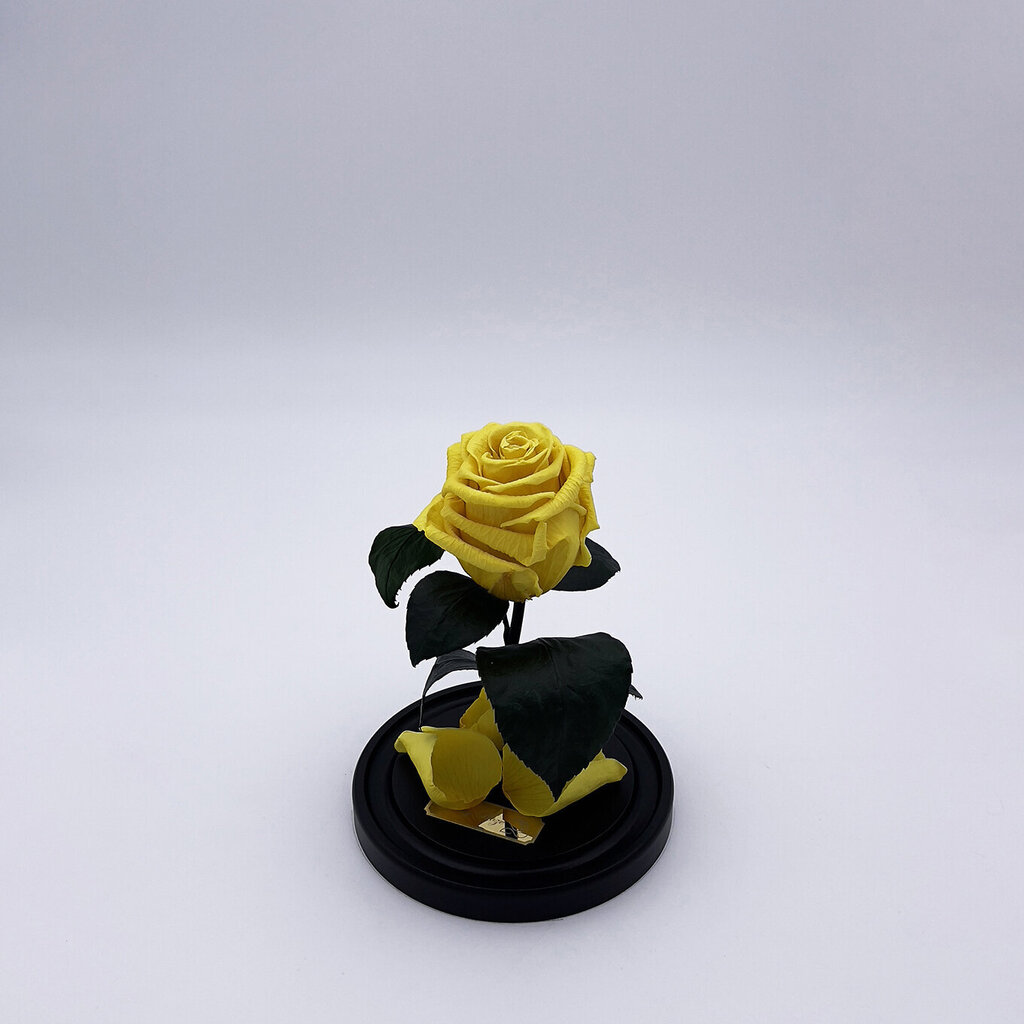 Rožė kolboje (mieganti rožė) S, Ryškiai geltona (20 cm aukščio / 12,5 cm pločio) цена и информация | Miegančios rožės, stabilizuoti augalai | pigu.lt