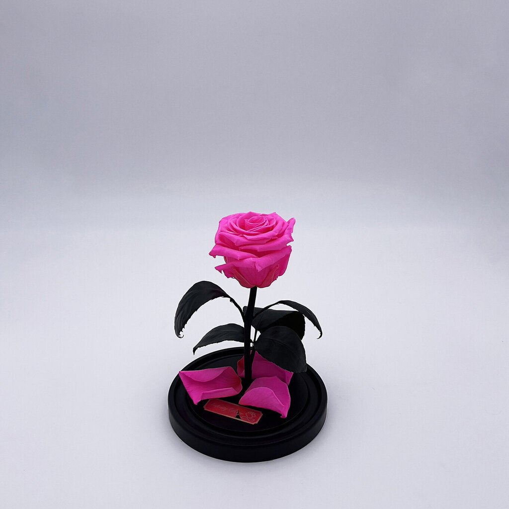 Rožė kolboje (mieganti rožė) S, Ryški rožinė spalva (20 cm aukščio / 12,5 cm pločio) цена и информация | Miegančios rožės, stabilizuoti augalai | pigu.lt