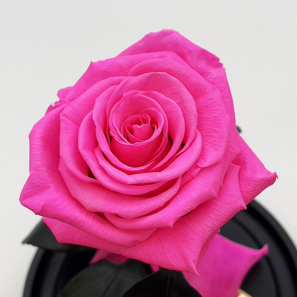Rožė kolboje (mieganti rožė) S, Ryški rožinė spalva (20 cm aukščio / 12,5 cm pločio) цена и информация | Miegančios rožės, stabilizuoti augalai | pigu.lt