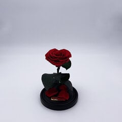 Роза в колбе S, в форме сердца (20 см выс. / 12,5 см шир.) цена и информация | Спящие стабилизированные розы, растения | pigu.lt
