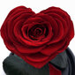 Rožė kolboje (mieganti rožė) S, širdies formos (20 cm aukščio / 12,5 cm pločio) цена и информация | Miegančios rožės, stabilizuoti augalai | pigu.lt