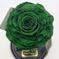 Rožė kolboje (mieganti rožė) M, Žalia (25 cm aukščio / 15 cm pločio) kaina ir informacija | Miegančios rožės, stabilizuoti augalai | pigu.lt