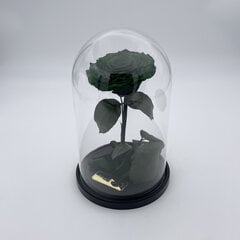 Роза в колбе M, Зеленая (25 см выс. / 15 см шир.) цена и информация | Спящие стабилизированные розы, растения | pigu.lt