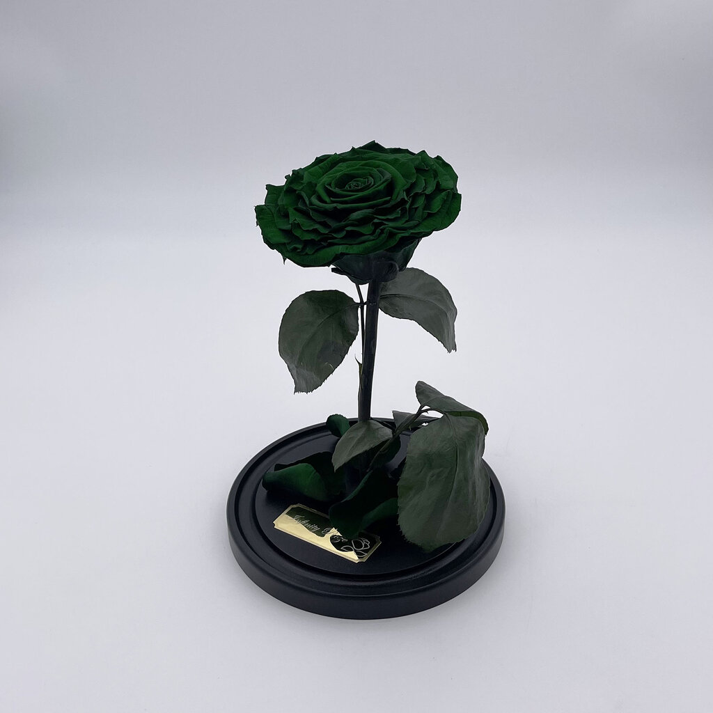 Rožė kolboje (mieganti rožė) M, Žalia (25 cm aukščio / 15 cm pločio) kaina ir informacija | Miegančios rožės, stabilizuoti augalai | pigu.lt