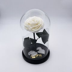Роза в колбе M, Белая (25 см выс. / 15 см шир.) цена и информация | Спящие стабилизированные розы, растения | pigu.lt
