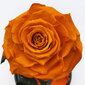 Rožė kolboje (mieganti rožė) M, Oranžinė (25 cm aukščio / 15 cm pločio) kaina ir informacija | Miegančios rožės, stabilizuoti augalai | pigu.lt