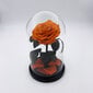 Rožė kolboje (mieganti rožė) M, Oranžinė (25 cm aukščio / 15 cm pločio) kaina ir informacija | Miegančios rožės, stabilizuoti augalai | pigu.lt