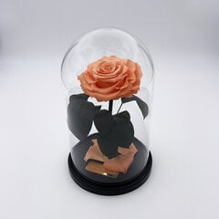 Роза в колбе M, Цвета персика (25 см выс. / 15 см шир.) цена и информация | Спящие стабилизированные розы, растения | pigu.lt