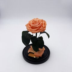 Роза в колбе M, Цвета персика (25 см выс. / 15 см шир.) цена и информация | Спящие стабилизированные розы, растения | pigu.lt
