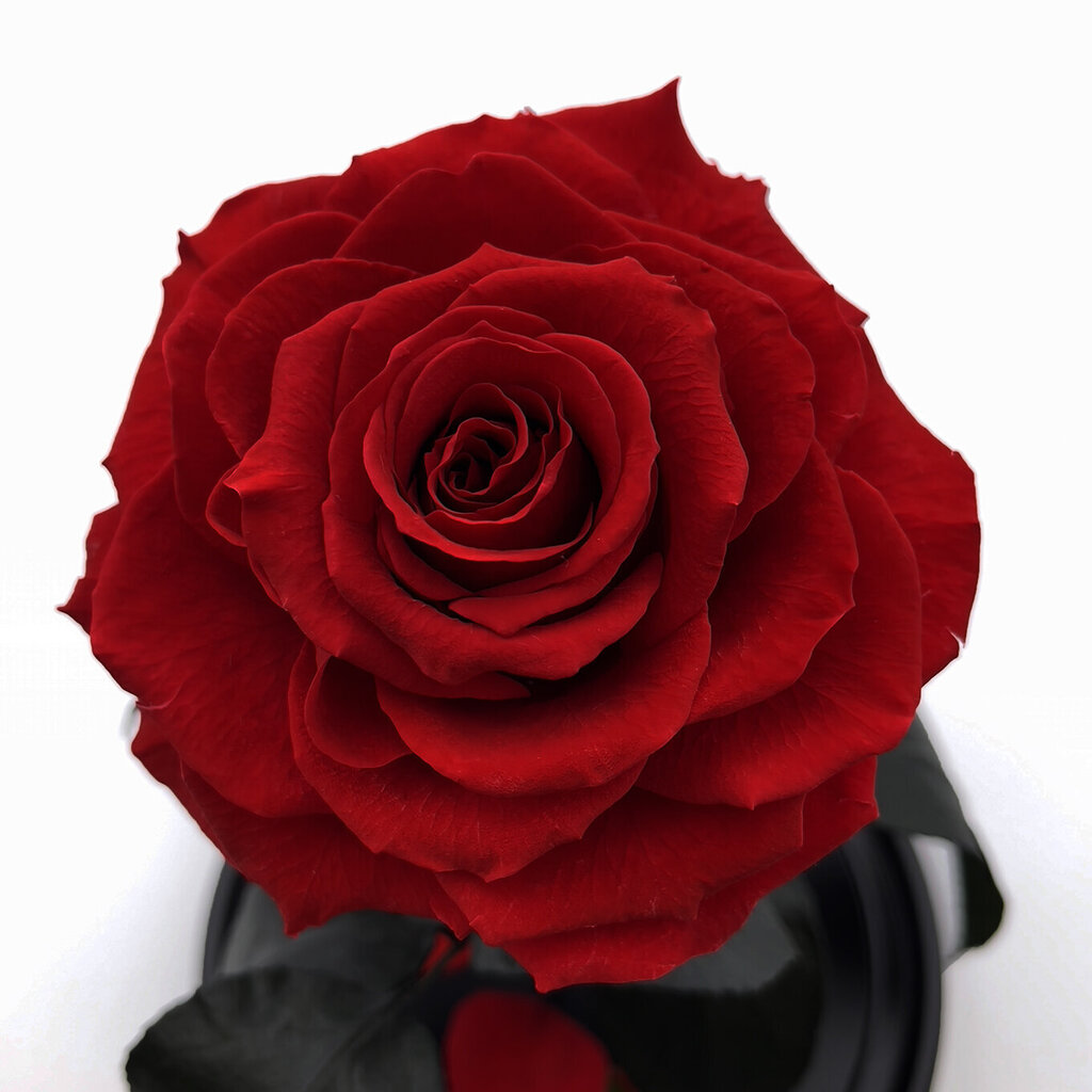 Rožė kolboje (mieganti rožė) M, Raudona (25 cm aukščio / 15 cm pločio) kaina ir informacija | Miegančios rožės, stabilizuoti augalai | pigu.lt