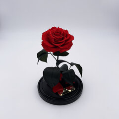 Роза в колбе M, Красная (25 cм выс. / 15 cм шир.) цена и информация | Спящие стабилизированные розы, растения | pigu.lt
