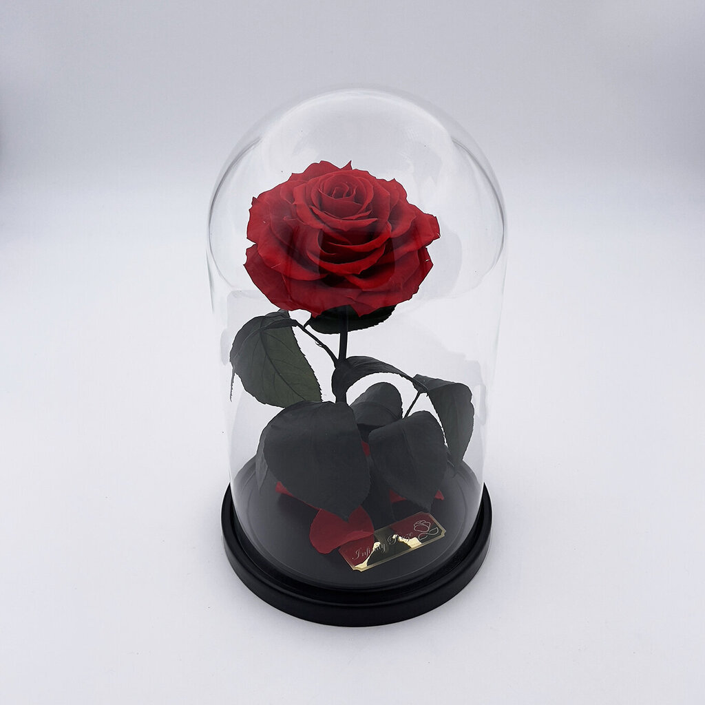 Rožė kolboje (mieganti rožė) M, Raudona (25 cm aukščio / 15 cm pločio) kaina ir informacija | Miegančios rožės, stabilizuoti augalai | pigu.lt