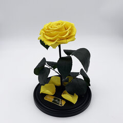 Роза в колбе L, Жёлтая (30 см выс. / 19 см шир.) цена и информация | Спящие стабилизированные розы, растения | pigu.lt