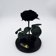 Роза в колбе L, Черная (30 см выс. / 19 см шир.) цена и информация | Спящие стабилизированные розы, растения | pigu.lt