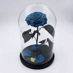 Роза в колбе L, цвета Тиффани (30 см выс. / 19 см шир.) цена и информация | Спящие стабилизированные розы, растения | pigu.lt
