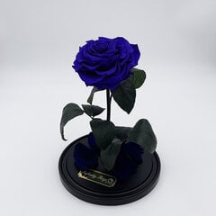 Роза в колбе L, Фиолетовая (30 см выс. / 19 см шир.) цена и информация | Спящие стабилизированные розы, растения | pigu.lt