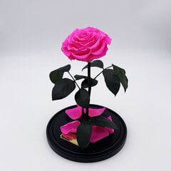 Роза в колбе L, Ярко-розовая (30 см выс. / 19 см шир.) цена и информация | Спящие стабилизированные розы, растения | pigu.lt