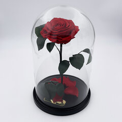 Роза в колбе L, Красная (30 cм выс. / 19 cм шир.) цена и информация | Спящие стабилизированные розы, растения | pigu.lt