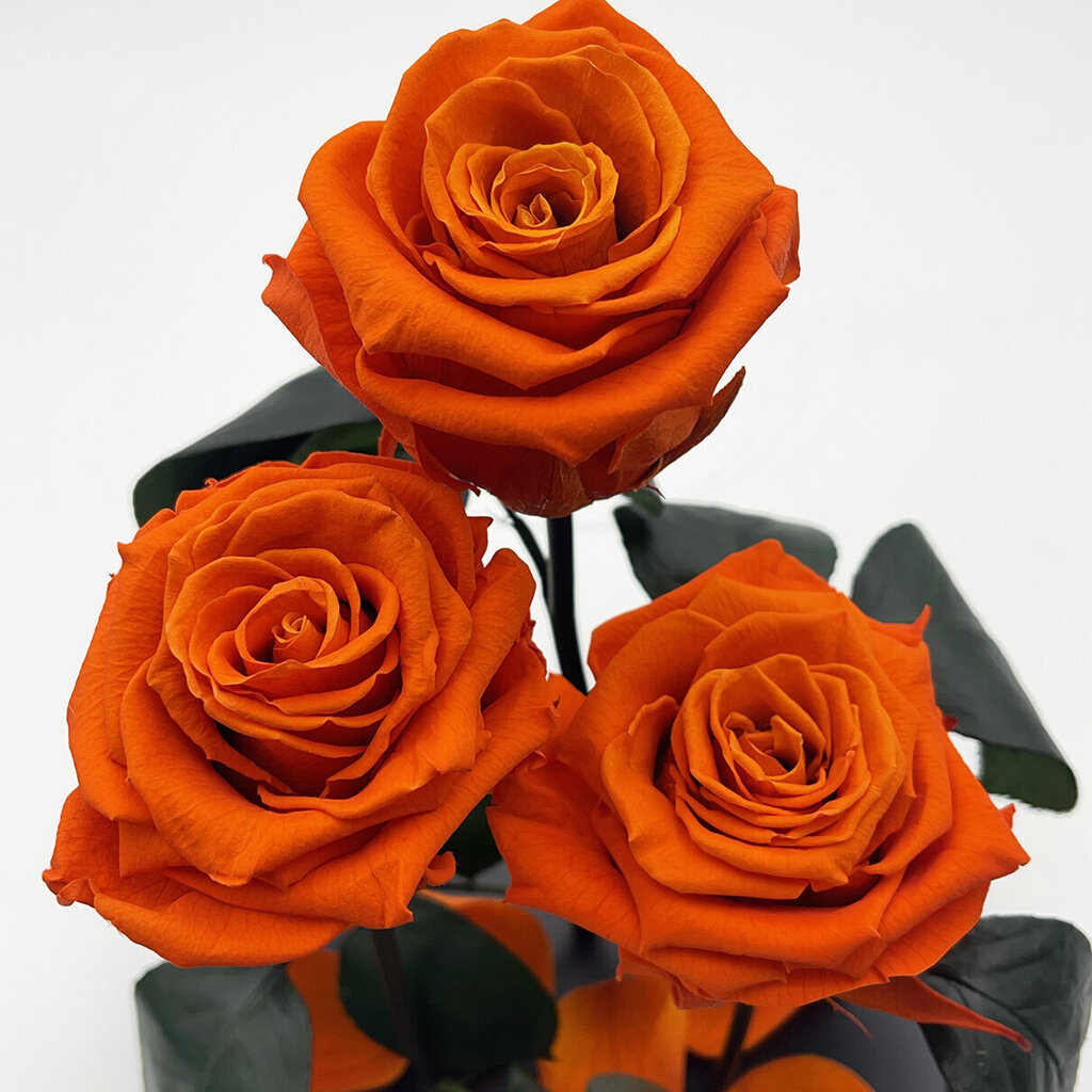 Rožė kolboje (mieganti rožė) Trinity, Oranžinė (30 cm aukščio / 19 cm pločio) цена и информация | Miegančios rožės, stabilizuoti augalai | pigu.lt