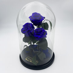 Роза в колбе Trinity, Фиолетовая (30 см выс. / 19 см шир.) цена и информация | Спящие стабилизированные розы, растения | pigu.lt