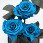 Rožė kolboje (mieganti rožė) Trinity, Tiffany (30 cm aukščio / 19 cm pločio) kaina ir informacija | Miegančios rožės, stabilizuoti augalai | pigu.lt