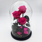 Rožė kolboje (mieganti rožė) Trinity, Fuksija (30 cm aukščio / 19 cm pločio) цена и информация | Miegančios rožės, stabilizuoti augalai | pigu.lt
