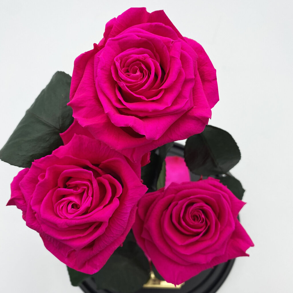Rožė kolboje (mieganti rožė) Trinity, Fuksija (30 cm aukščio / 19 cm pločio) цена и информация | Miegančios rožės, stabilizuoti augalai | pigu.lt