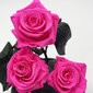 Rožė kolboje (mieganti rožė) Trinity, Ryški rožinė spalva (30 cm aukščio / 19 cm pločio) kaina ir informacija | Miegančios rožės, stabilizuoti augalai | pigu.lt