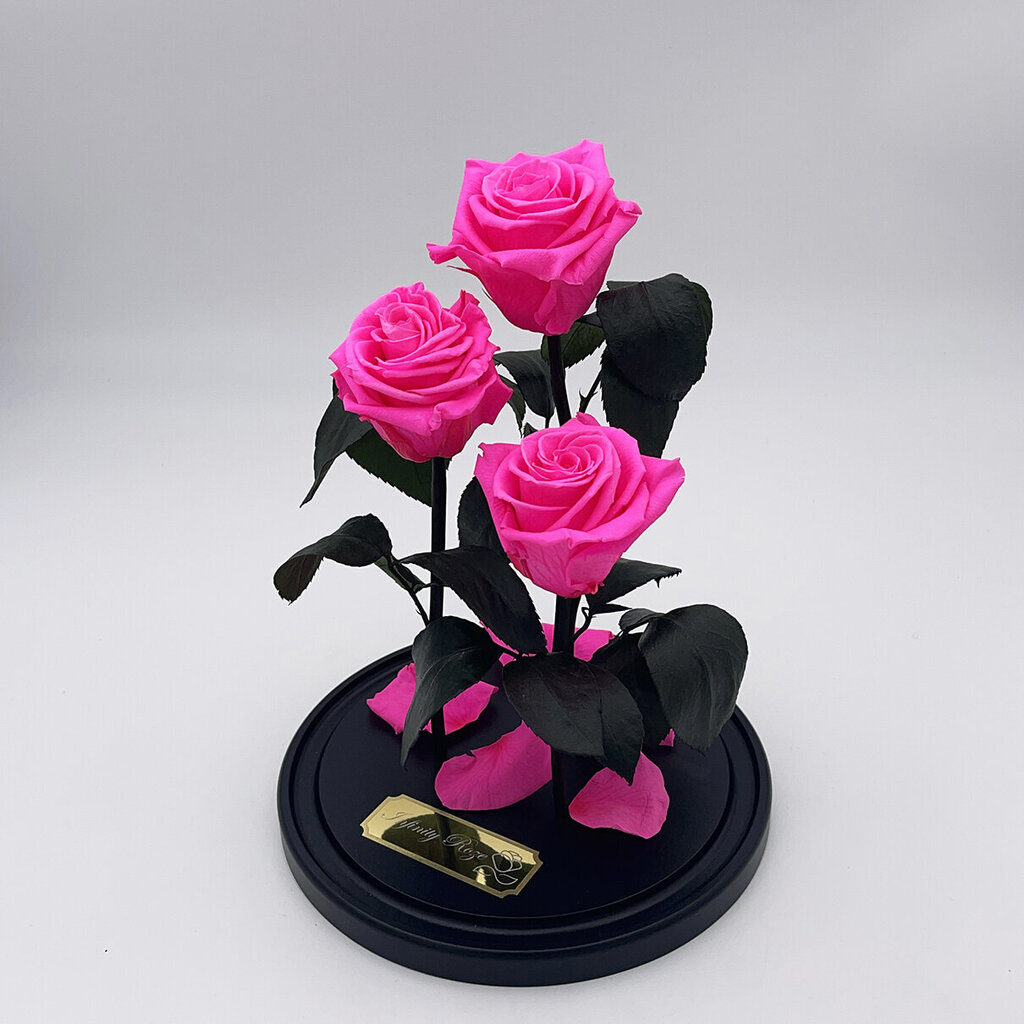 Rožė kolboje (mieganti rožė) Trinity, Ryški rožinė spalva (30 cm aukščio / 19 cm pločio) kaina ir informacija | Miegančios rožės, stabilizuoti augalai | pigu.lt