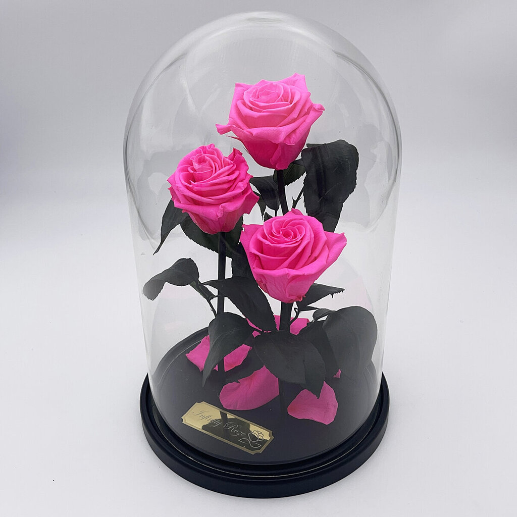 Rožė kolboje (mieganti rožė) Trinity, Ryški rožinė spalva (30 cm aukščio / 19 cm pločio) цена и информация | Miegančios rožės, stabilizuoti augalai | pigu.lt