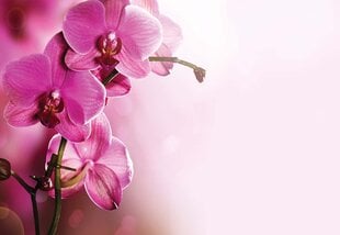 Fototapetas Rausva orchidėja 312x219 цена и информация | Фотообои с инструментом и клеем - Бежевые листья эвкалипта, 400x280 см | pigu.lt