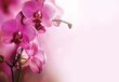 Fototapetas Rausva orchidėja 312x219 kaina ir informacija | Fototapetai | pigu.lt