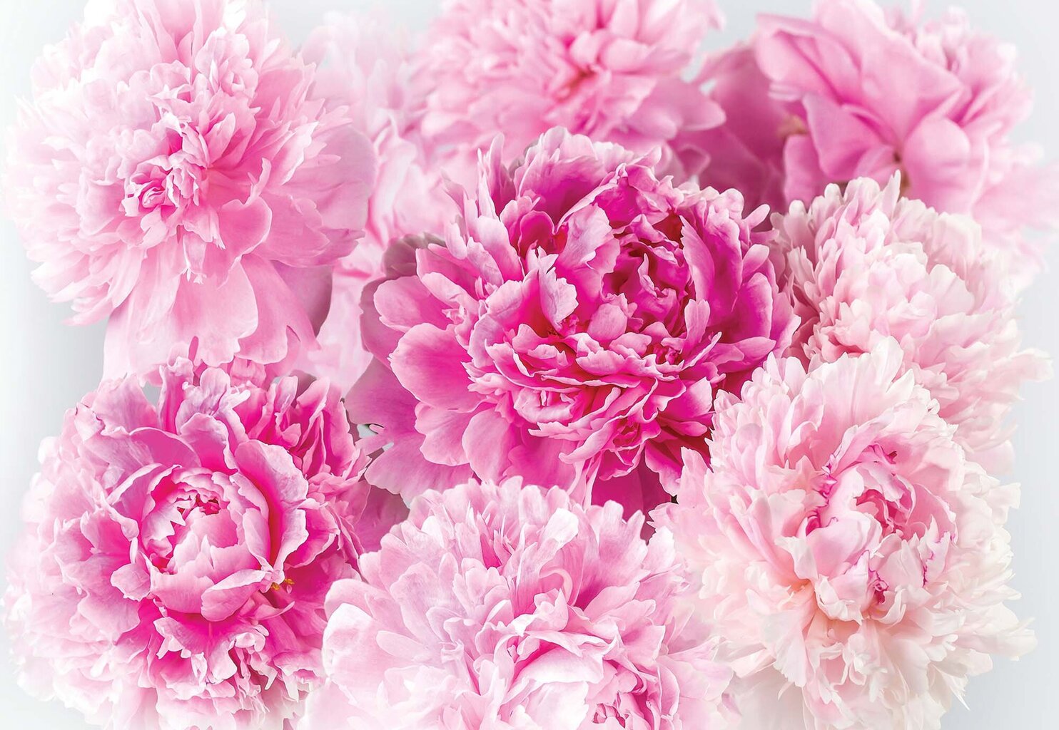 Fototapetas Rausvos gėlės 312x219 kaina ir informacija | Fototapetai | pigu.lt