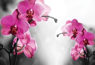 Fototapetas Rausvos orchidėjos 312x219 цена и информация | Фотообои с инструментом и клеем - Бежевые листья эвкалипта, 400x280 см | pigu.lt