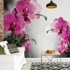 Fototapetas Rausvos orchidėjos 312x219 kaina ir informacija | Fototapetai | pigu.lt