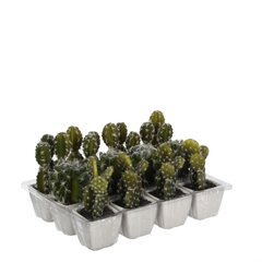Декоративное растение Mica Decorations 14 cm Кактус PVC цена и информация | Искусственные цветы | pigu.lt