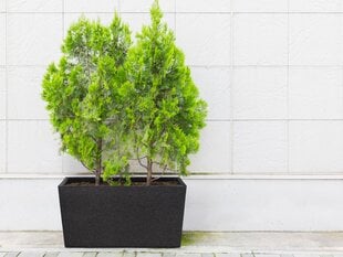 Термогоршок для растении Patio, чёрный, 76 см цена и информация | Ящики для рассады | pigu.lt