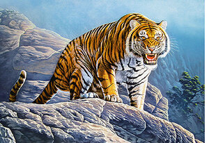 Dėlionė Castorland Tiger on the Rocks 500 det kaina ir informacija | Dėlionės (puzzle) | pigu.lt